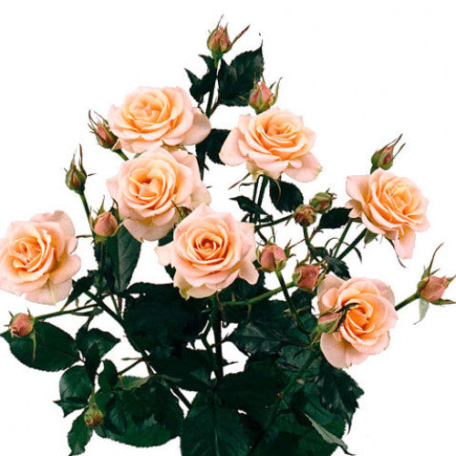 Spray Rose - Peach – Kukka Flowers