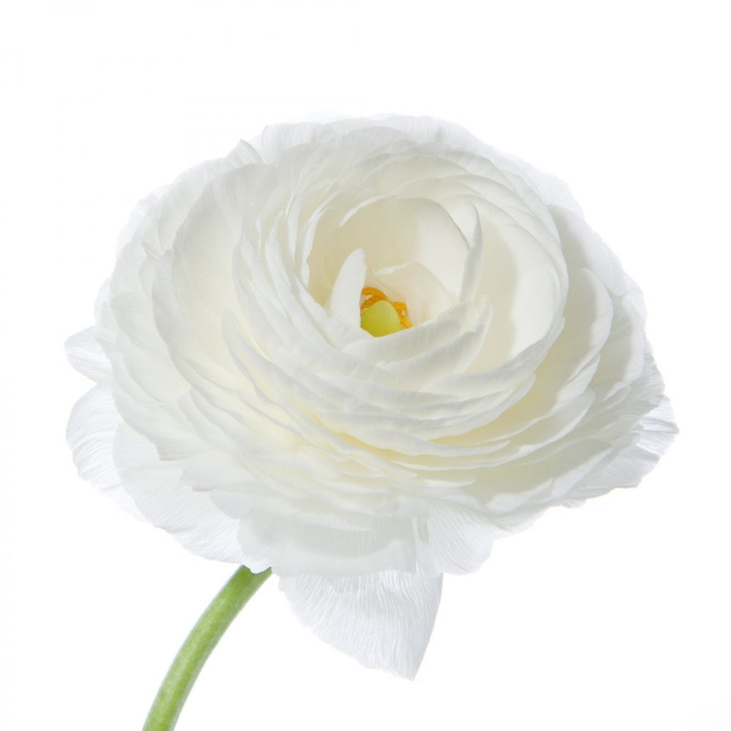 Preserved Italian Ruscus - White – Kukka Flowers