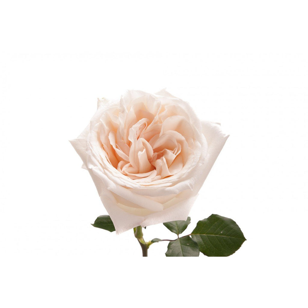Garden Rose - Juliet Peach – Kukka Flowers