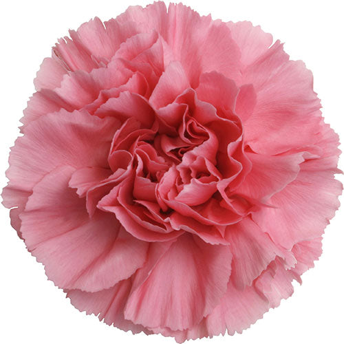 Carnation - Pink – Kukka Flowers