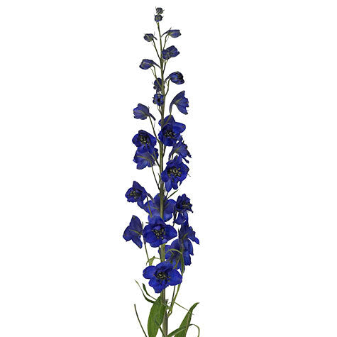Dark - – Flowers Kukka Blue Delphinium