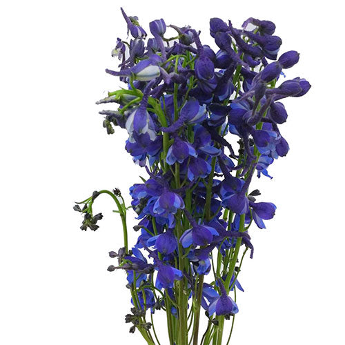 Delphinium - Dark Blue Flowers Kukka –