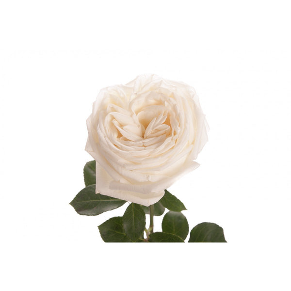Garden Rose - White