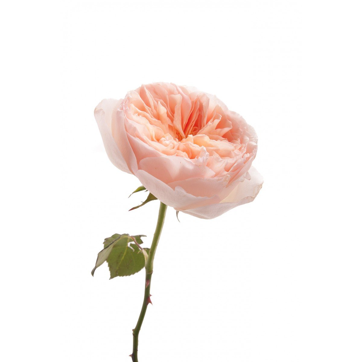 https://www.kukkaflowers.com/cdn/shop/products/light-peach-garden-rose-juliet-2_1_2.jpg?v=1581657474