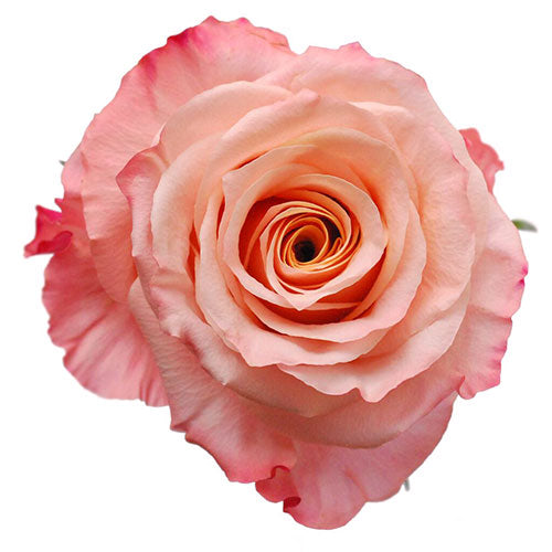 peach rose background