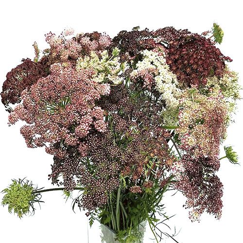 Queen Anne's Lace Seeds - Chocolate Lace Flower - Packet, White/Purple, Flower Seeds, Eden Brothers