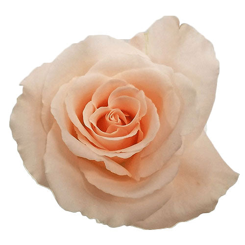 Rose - Pale Peach