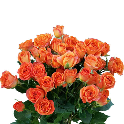 Spray Rose - Orange – Kukka Flowers