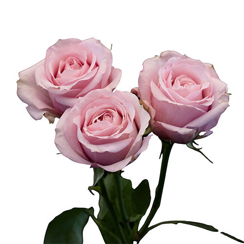 Ramkoers Implementeren machine Spray Rose - Light Pink – Kukka Flowers